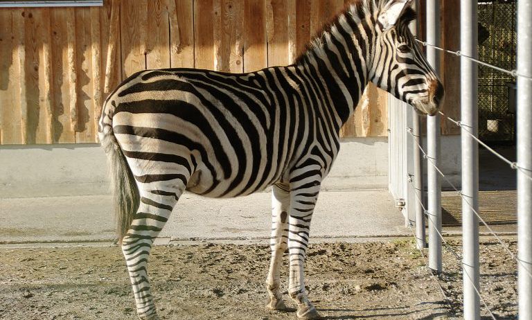 Doppelmayr-Zoo-c-Doppelmayr-Zoo_6-768x489 Doppelmayr-Zoo-c-Doppelmayr-Zoo_6-768x489