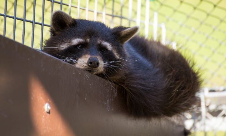 Doppelmayr-Zoo-c-Stephan-Nenning-Tribal-Pix_3-768x489 Doppelmayr-Zoo-c-Stephan-Nenning-Tribal-Pix_3-768x489