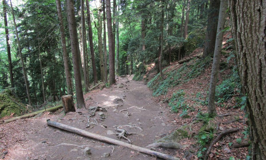 Wunderschöner Waldweg, der aber bei Nässe auch seine Tücken hat Wunderschöner Waldweg, der aber bei Nässe auch seine Tücken hat