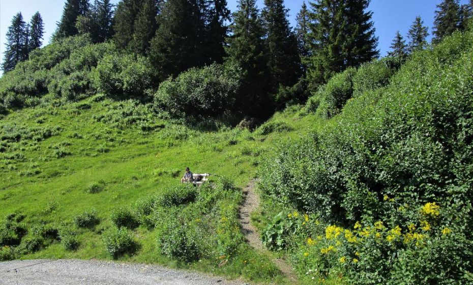 Kurz vor dem Durchstich zur Gapholalpe der Abstecher auf den Falben