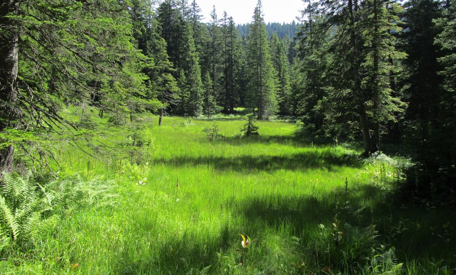 Am Ende des Waldes beginnen die Feuchtwiesen und Moore mit ihrer speziellen Vegetation