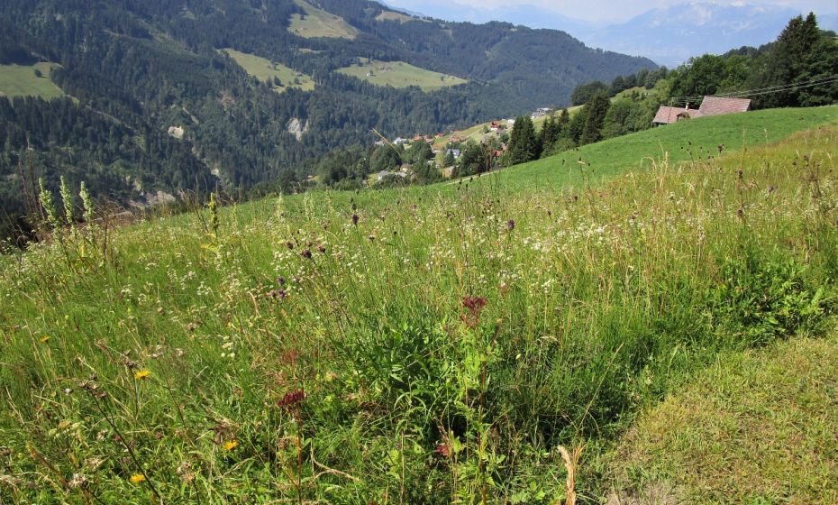 Immer wieder der Blick auf die Talortschaften und die gegenÃ¼berliegenden AlpflÃ¤chen.