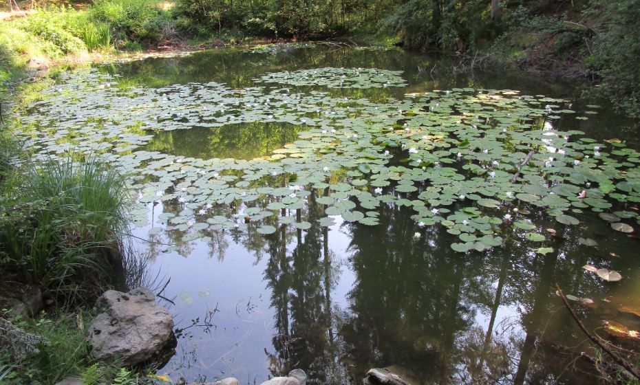 Der Egelsee mit den wunderschÃ¶n blÃ¼henden Seerosen