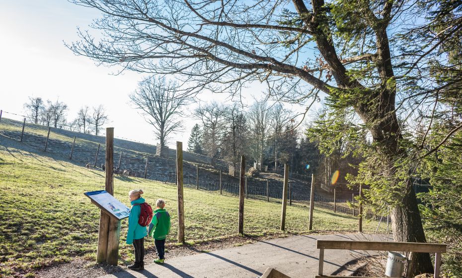 Pfänder Alpenwildpark Pfänder Alpenwildpark