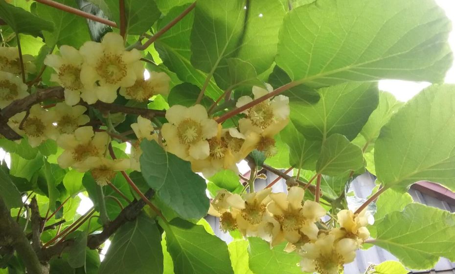 Haus Biegger Haus Biegger