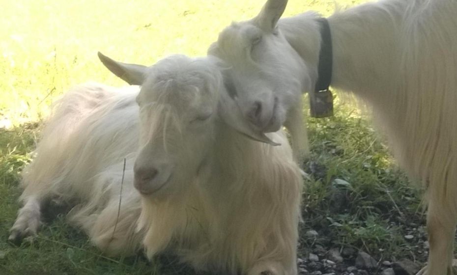 F E R I E N W O H N U N G "Am Halbenstein"