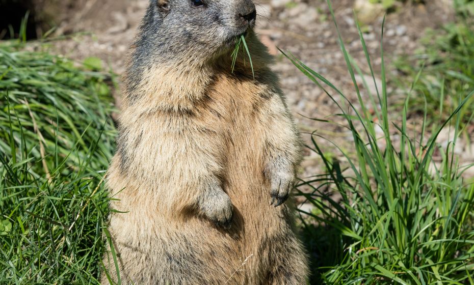 Wildpark 1 2020 Fotograf Manfred Baumann V-Cloud Logos