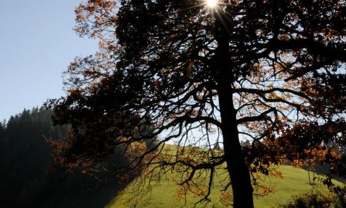 Wiesen und Wald â typische Landschaft am PfÃ¤nder.