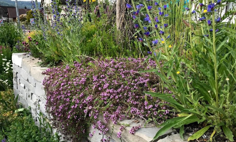 Bepflanzung Trockensteinmauer "Wildbienen-Bahnhof" Rankweil Bepflanzung Trockensteinmauer "Wildbienen-Bahnhof" Rankweil