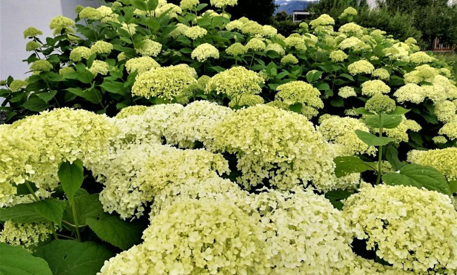 Ferienhaus HÃ¤mmerleÂ´s