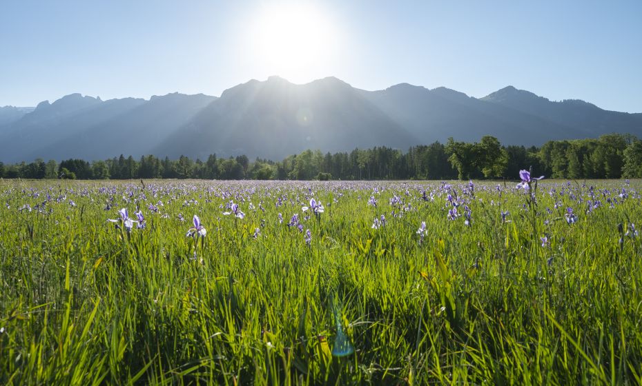 Bangs-Matschels Iris-BlÃ¼te