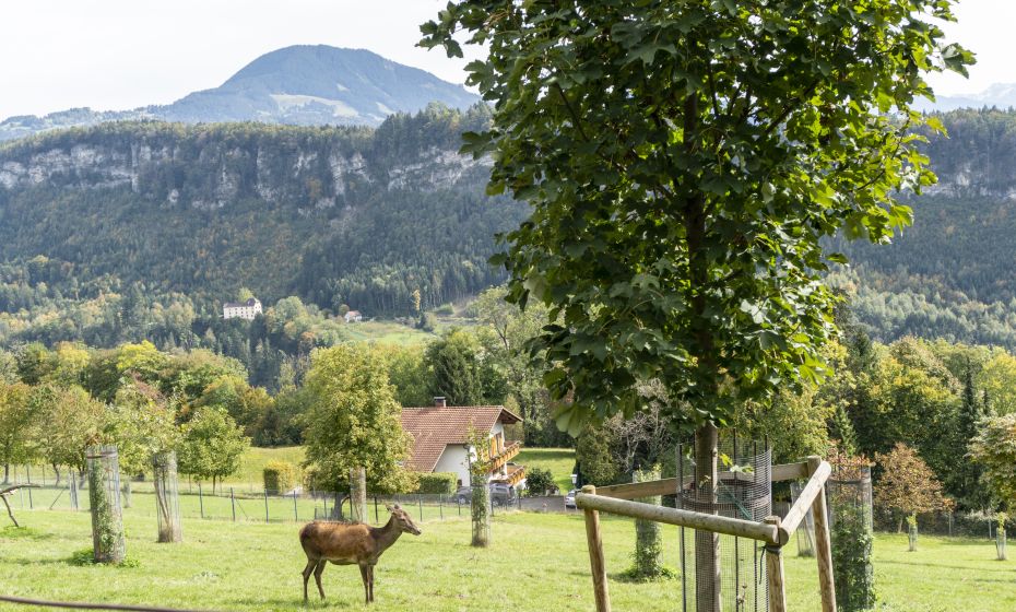 Wildpark Feldkirch Wildpark Feldkirch