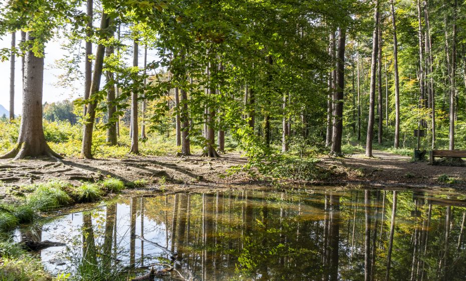 Wildpark Feldkirch Sautraenke Wildpark Feldkirch Sautraenke