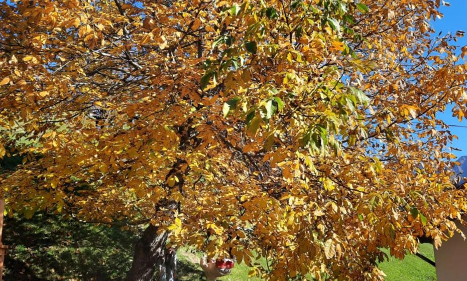 Sunnaschi Appartements - Wohnungen oder gesamt als "Hütte" Sunnaschi Appartements - Wohnungen oder gesamt als "Hütte"