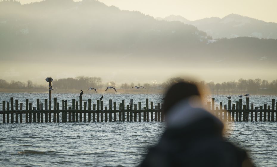 Birdwatching Rheinspitz Johanna Kronberger