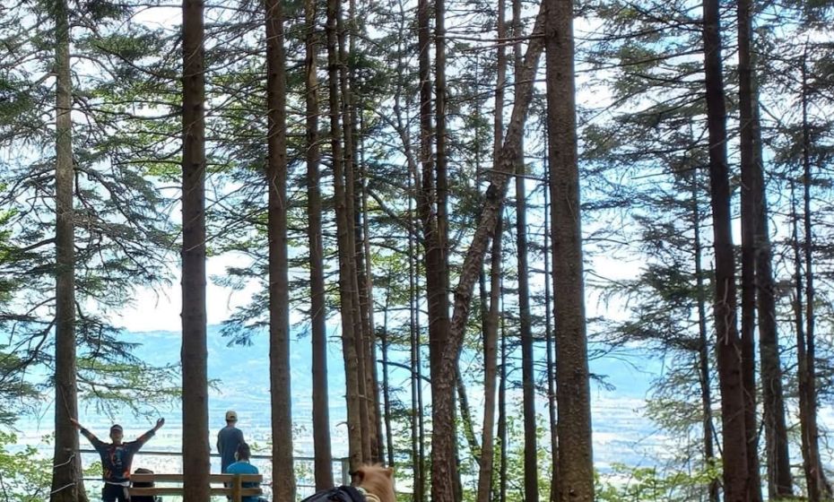 hufwÃ¤rts ponytrekking.jpg