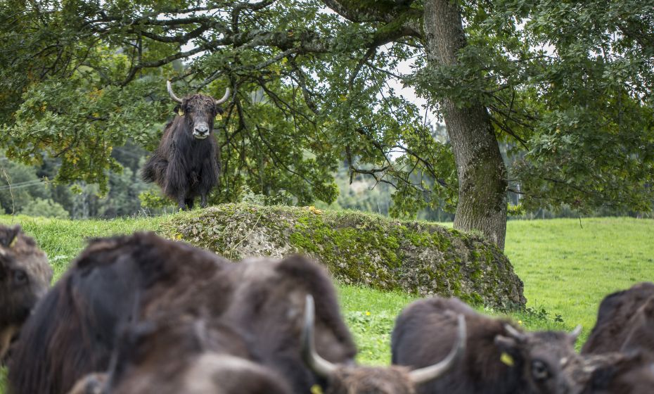 Yak Halden, Lochau Yak Halden, Lochau