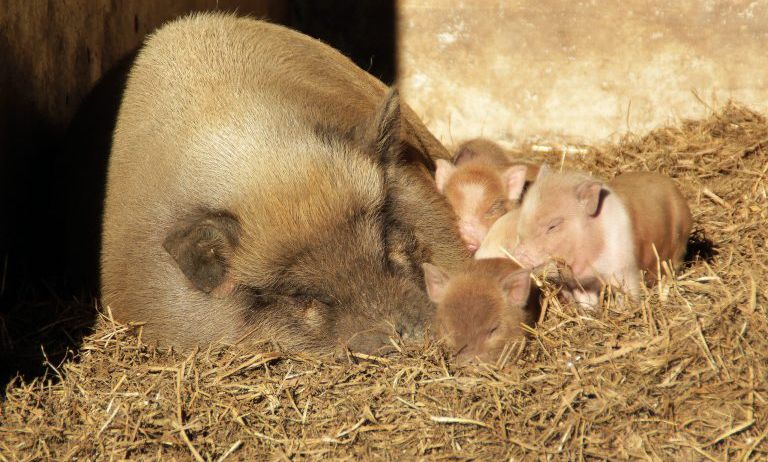 Doppelmayr-Zoo-c-Doppelmayr-Zoo_5-768x489 Doppelmayr-Zoo-c-Doppelmayr-Zoo_5-768x489