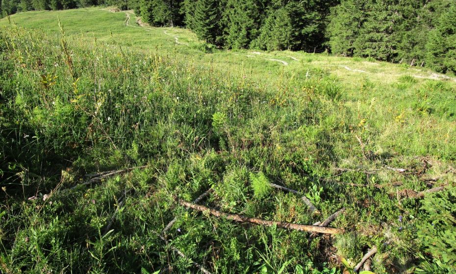 Am Rande des Schluchtwaldes schlängelt sich der Weg langsam in die Höhe Am Rande des Schluchtwaldes schlängelt sich der Weg langsam in die Höhe