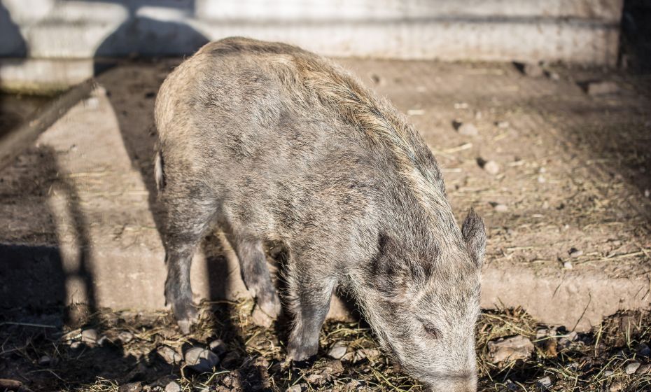 Pfänder Alpenwildpark Pfänder Alpenwildpark