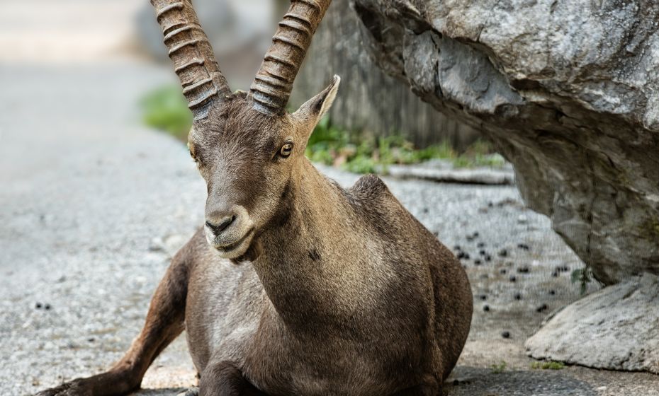 Wildpark 2 2020 Fotograf Manfred Baumann V-Cloud Logos