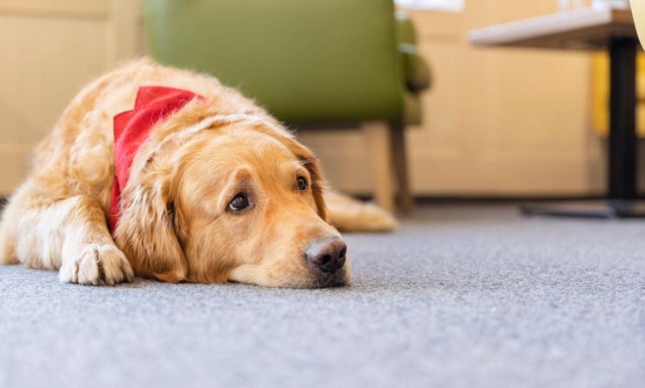 JUFA Hotel Laterns - Klangholzhus JUFA Hotel Laterns - Klangholzhus