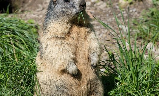 Stadtmarketing und Tourismus Feldkirch .jpg.jpeg