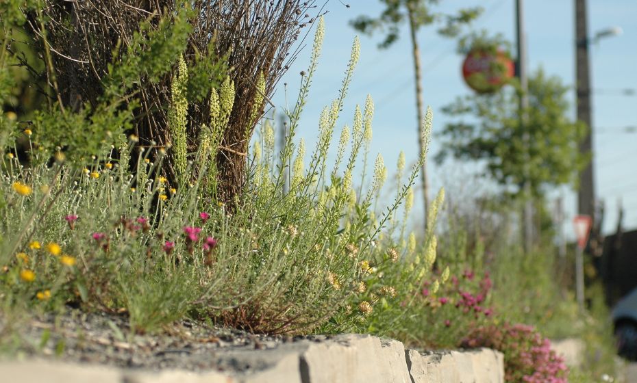 Naturnahe Trockensteinmauerbegrünung Naturnahe Trockensteinmauerbegrünung
