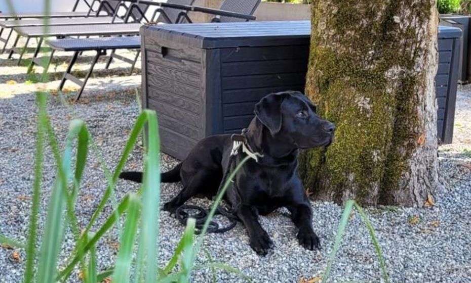 Gasthof - Auszeit im Bad Diezlings - Adults only Gasthof - Auszeit im Bad Diezlings - Adults only