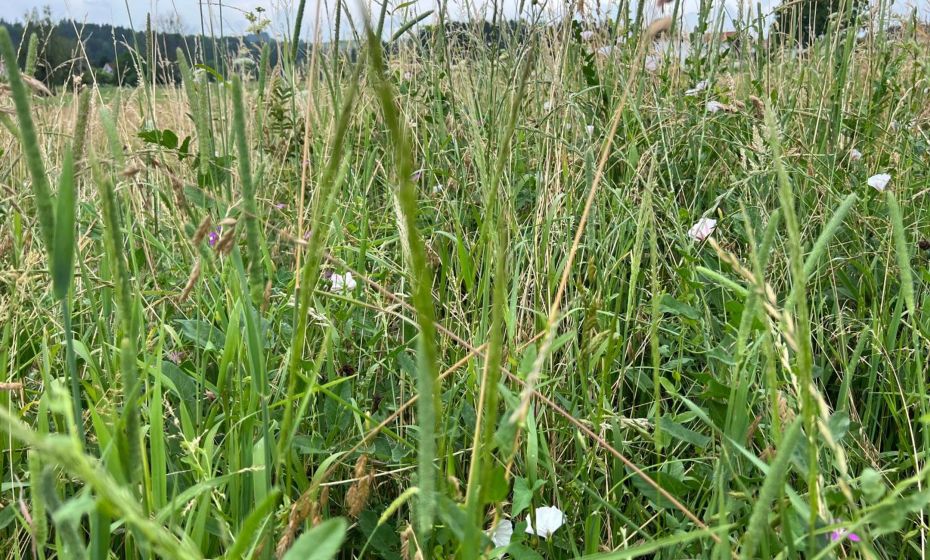 Apartment Riedwiese Apartment Riedwiese