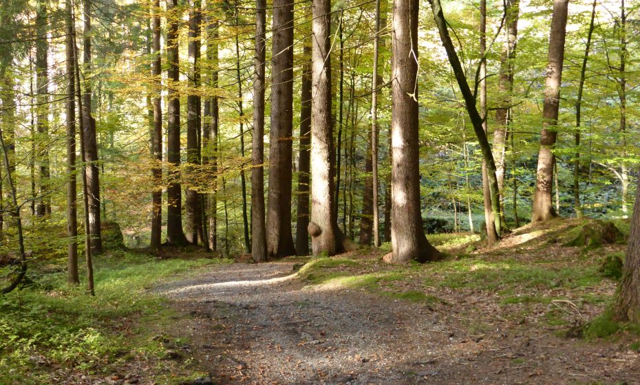 Gaueser Wald Gaueser Wald