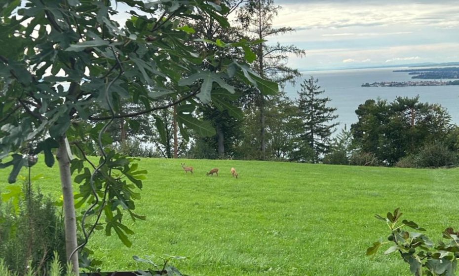 Seeblick Appartements Henle