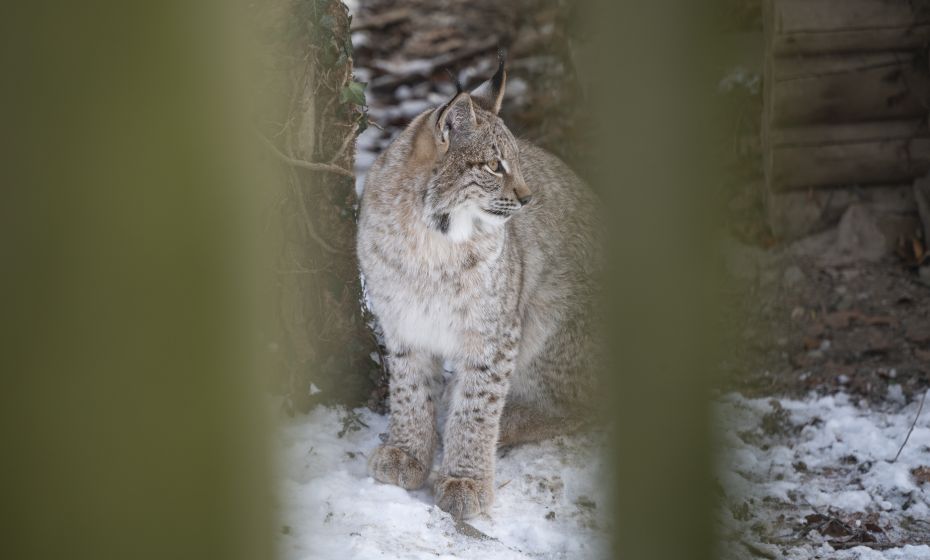 Wildpark Feldkirch Luchs