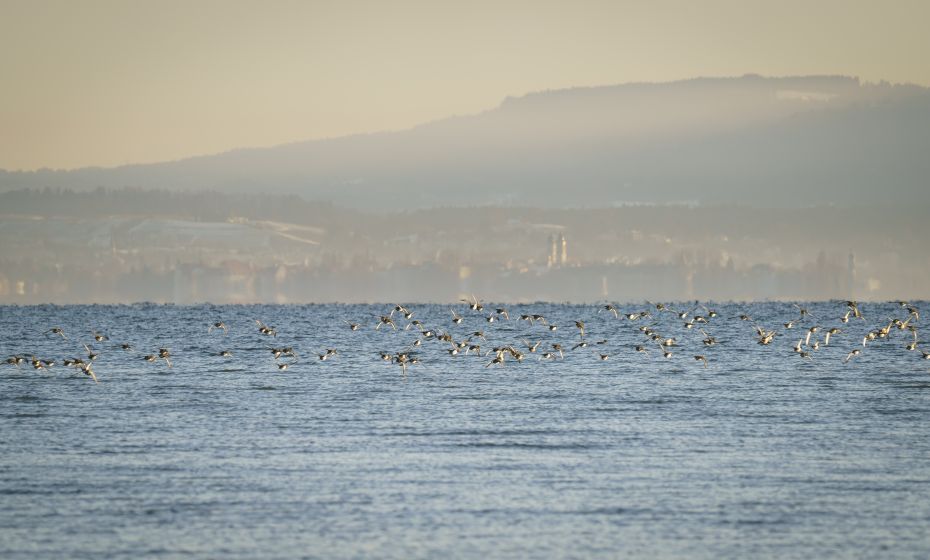 Birdwatching Rheinspitz Johanna Kronberger Birdwatching Rheinspitz Johanna Kronberger