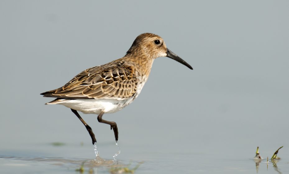 Birdwatching Rheindelta Birdwatching Rheindelta