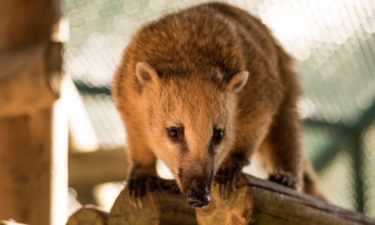 Doppelmayr-Zoo-c-Stephan-Nenning-Tribal-Pix_1-768x489 Doppelmayr-Zoo-c-Stephan-Nenning-Tribal-Pix_1-768x489