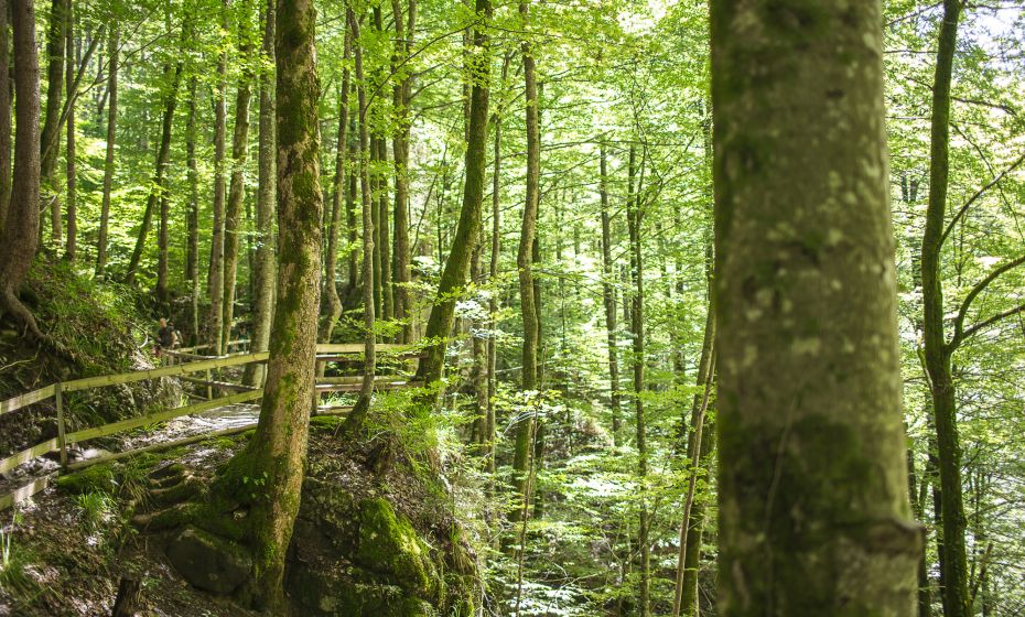 Alplochschlucht Alplochschlucht