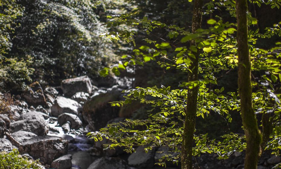 Alplochschlucht Alplochschlucht