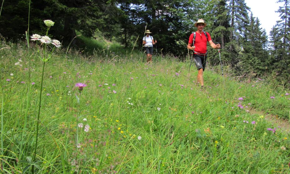 Beim Abstieg durch lichte WÃ¤lder erfreuen uns immer wieder blumenreiche Wiesen