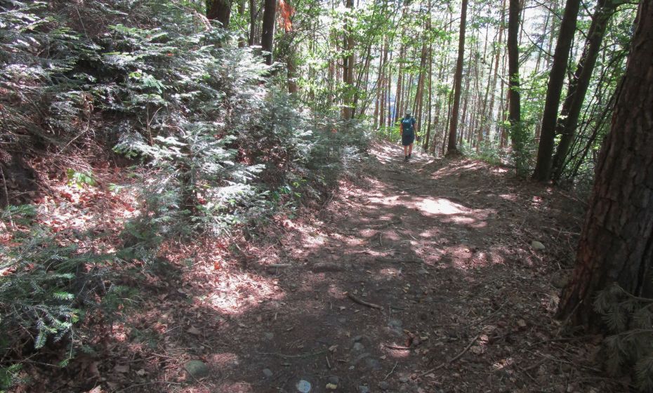 SchÃ¶ner lichter Waldweg von Suldis zur Waldrast in Batschuns