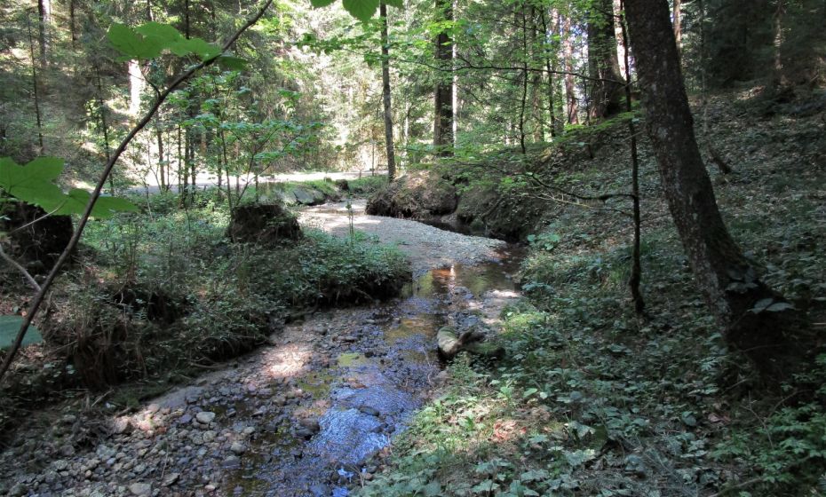 Hier darf der Scheibenbach noch mÃ¤andrieren