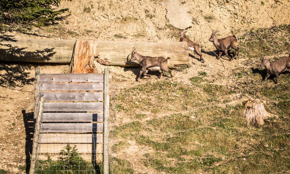 Pfänder Alpenwildpark Pfänder Alpenwildpark