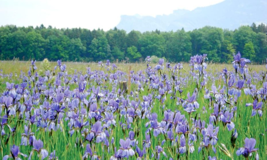 Sibirische Schwertlilien im Unterried