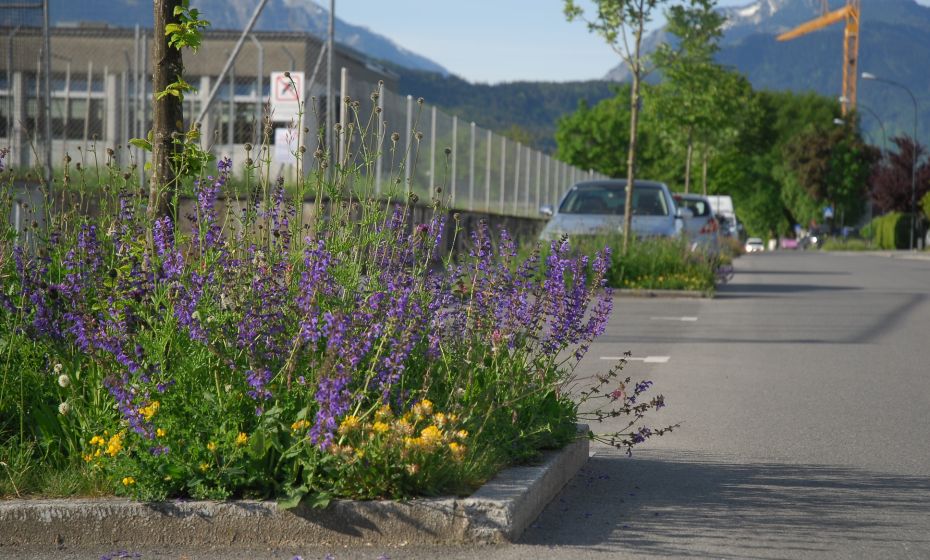 Blühfläche VorderlandstraÃe Volksschule Montfort / Kindergarten Bifang Blühfläche VorderlandstraÃe Volksschule Montfort / Kindergarten Bifang