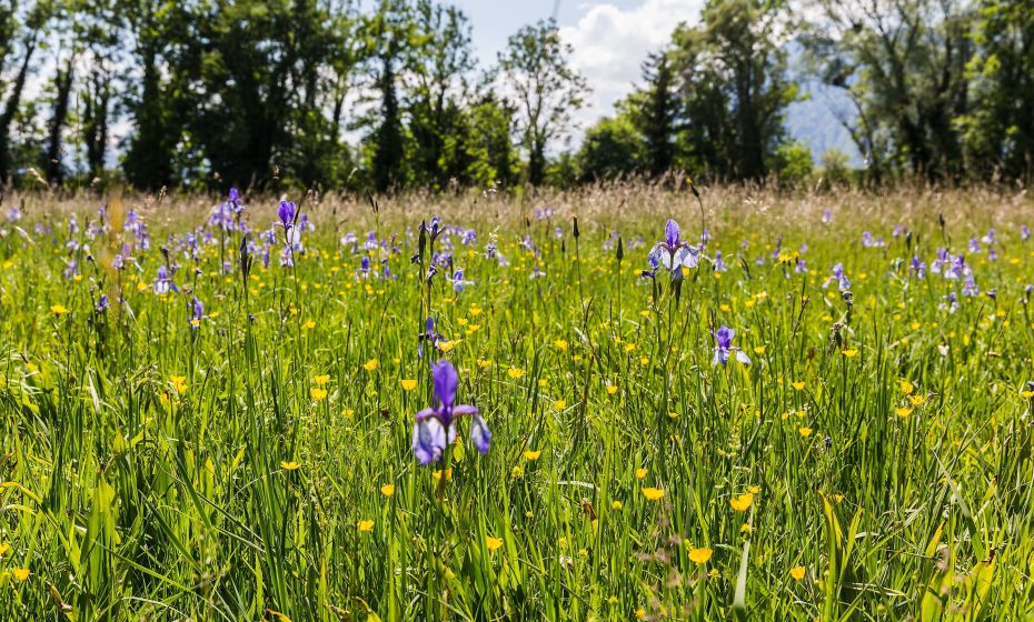 Schwertlilien Bangs Matschels