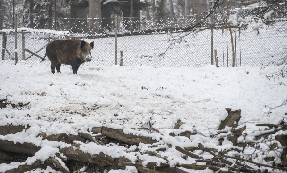 Wildpark Feldkirch Wildschwein