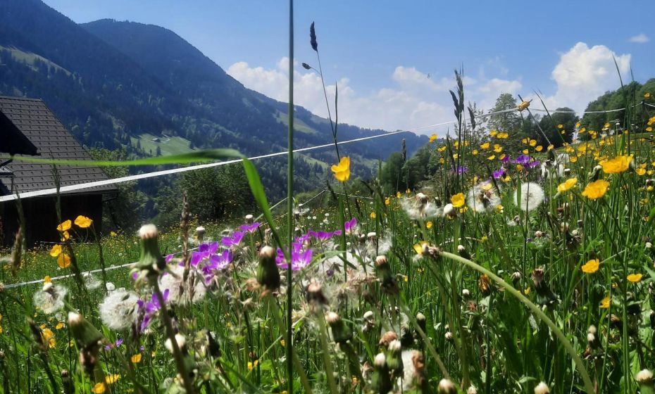 Sunnaschi Appartements - Wohnungen oder gesamt als "HÃ¼tte"