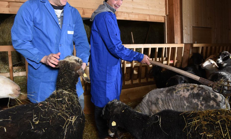 Steinschafe Steinschafe