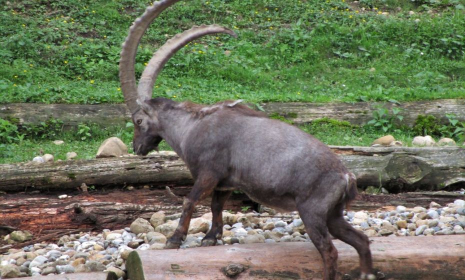 Der Steinbock ist immer wieder faszinierend, auch wenn man ihn schon Ã¶fters auch in freier Wildbahn gesehen hat.