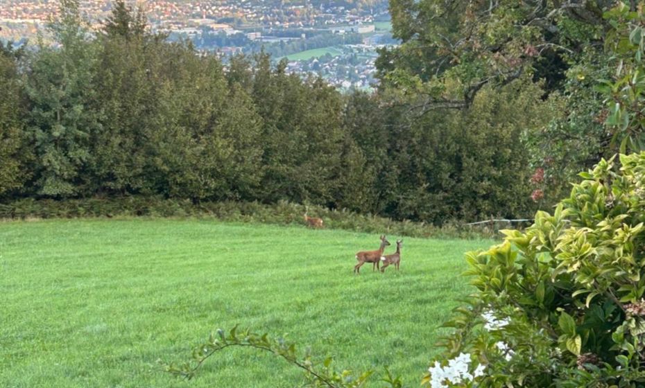 Seeblick Appartements Henle